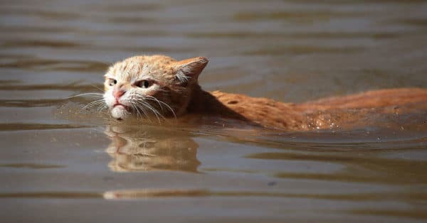 Cat Swimming in Floodwaters Looks Annoyed, Her Struggle Shows What Texans Are Made Of