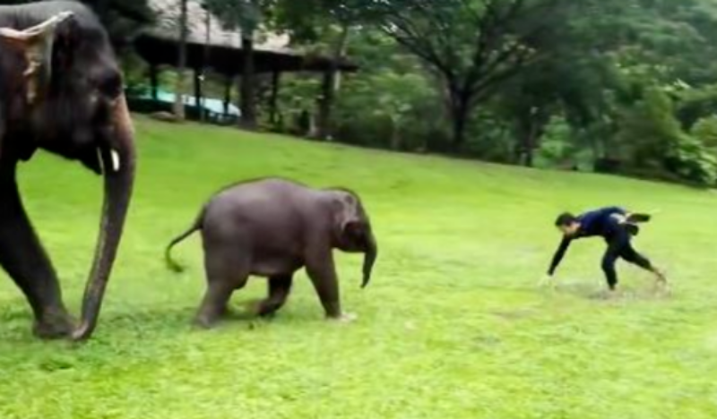 Baby Elephant Copies Man Sliding in the Mud and it’s too Cute