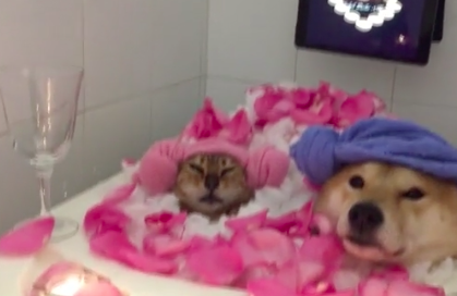 Mother Makes Valentine’s Day Special for her Shiba Inu and Rescue Cat