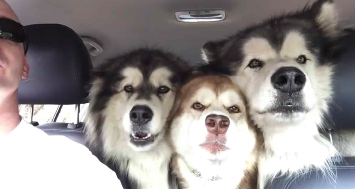 Alaskan Malamutes Join Together In A Song, They Sing In Perfect Harmony