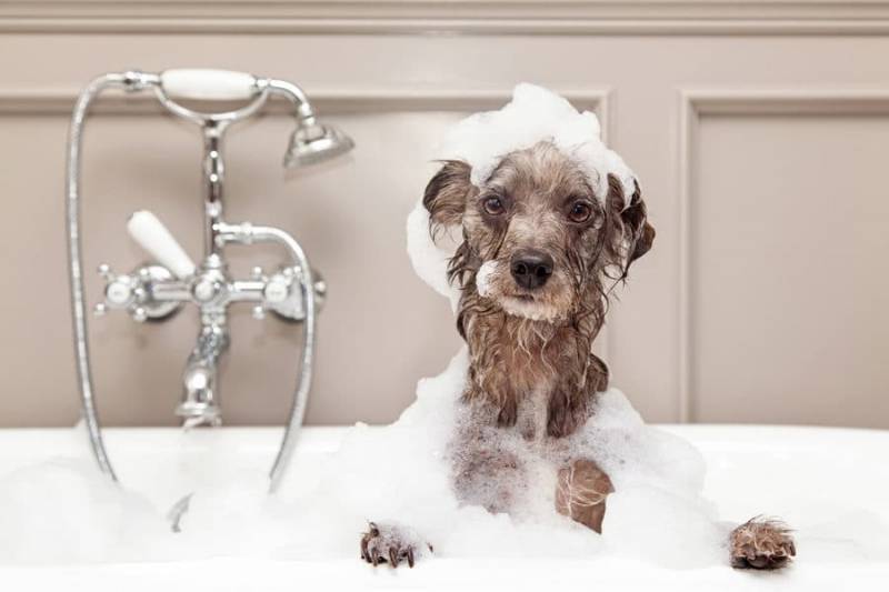Wondering How Often to Bathe Your Stinky Dog? Here’s Your Answer