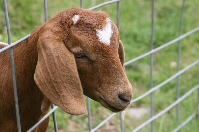 These Encounters Show That Goats Are Nature’s Pranksters (VIDEO)