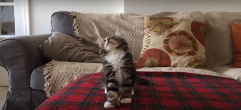 Kitten Hears Her Favorite Song–What She Does Is Adorably Amazing