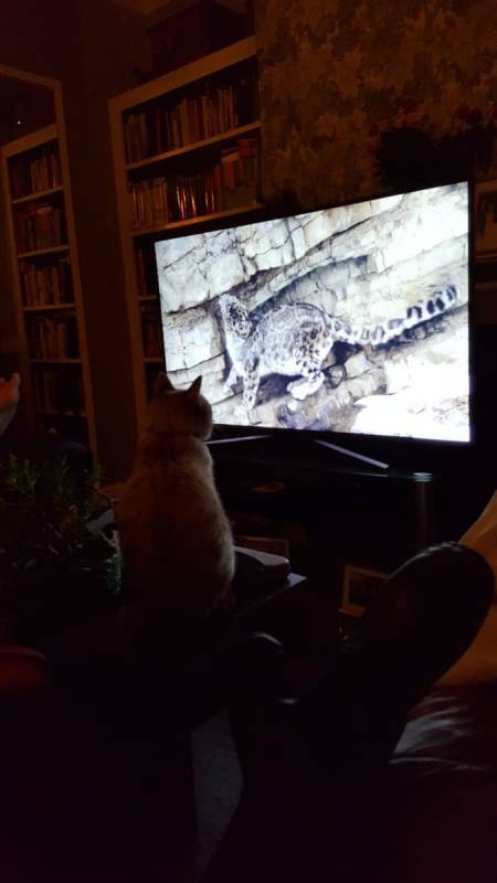 There’s A Movement Going On In Britain, House Cats Everywhere Are Transfixed By TV Show