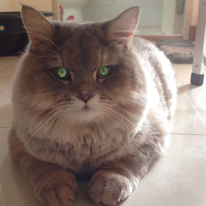 This Cat is So Fluffy it Doesn’t Even Look Real