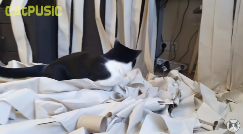 Cat goes crazy in a room full of toilet paper, we thought he lost his mind