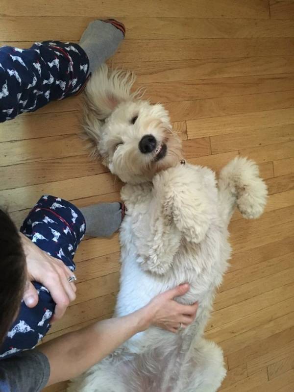 17 pictures that show Golden-doodles are absolutely adorable!