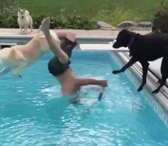 Dogs Love Water, But These Dogs Show Us In A Hilarious Way How Much