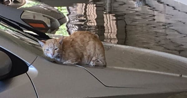 Cat Swimming in Floodwaters Looks Annoyed, Her Struggle Shows What Texans Are Made Of