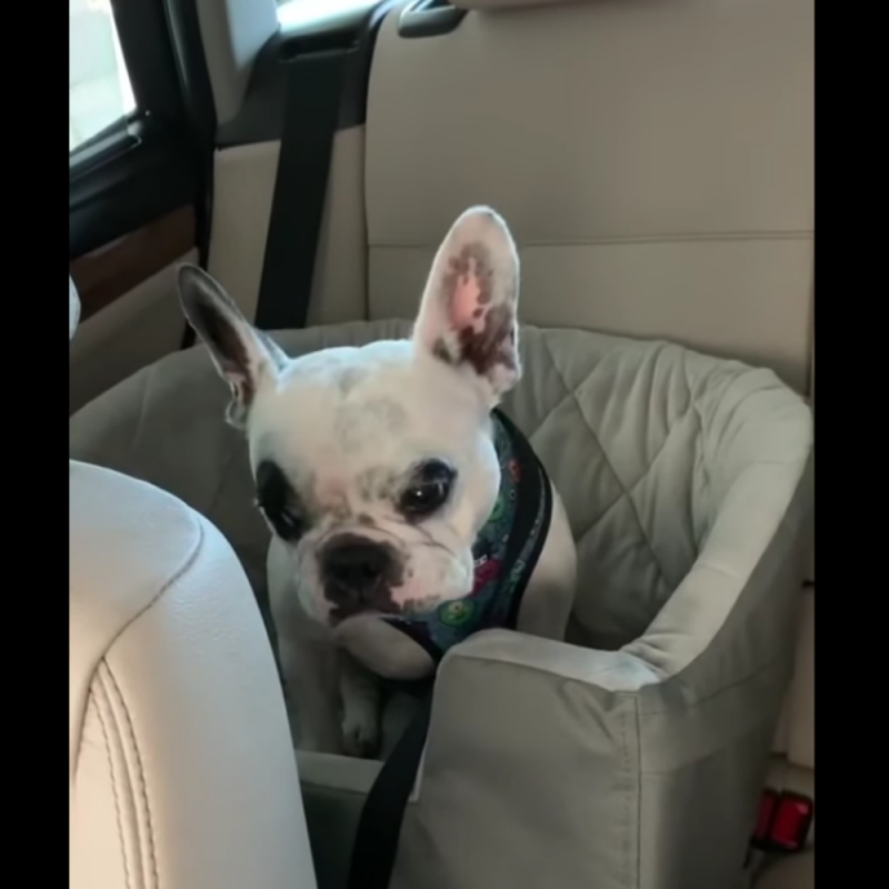Furious dog argues because the park is closed, mom’s comeback is hilarious