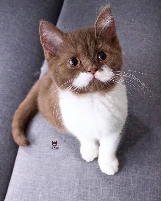 Instagram famous cat named Gringo shows off his fancy mustache