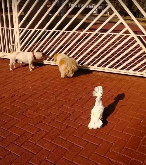 Peanut The Adorable Cockatoo Barks Like His ‘Guard Dog’ Brothers