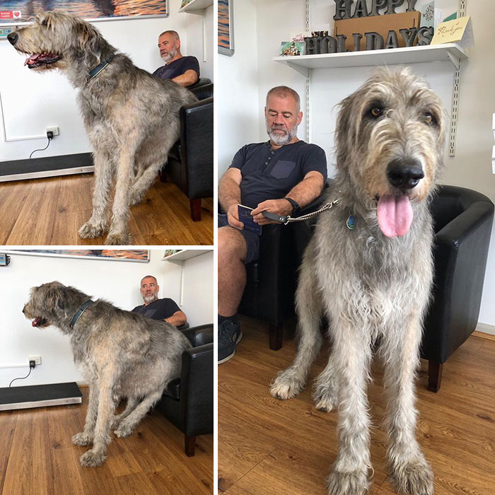 People Are Posting Hilarious Photos Of Their Irish Wolfhounds, And It’s Crazy How Large They Are