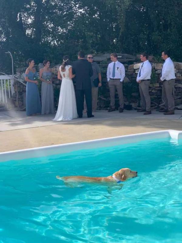 Dog Jumps In Pool During Wedding And Tries To Dry Off On The Brides Dress