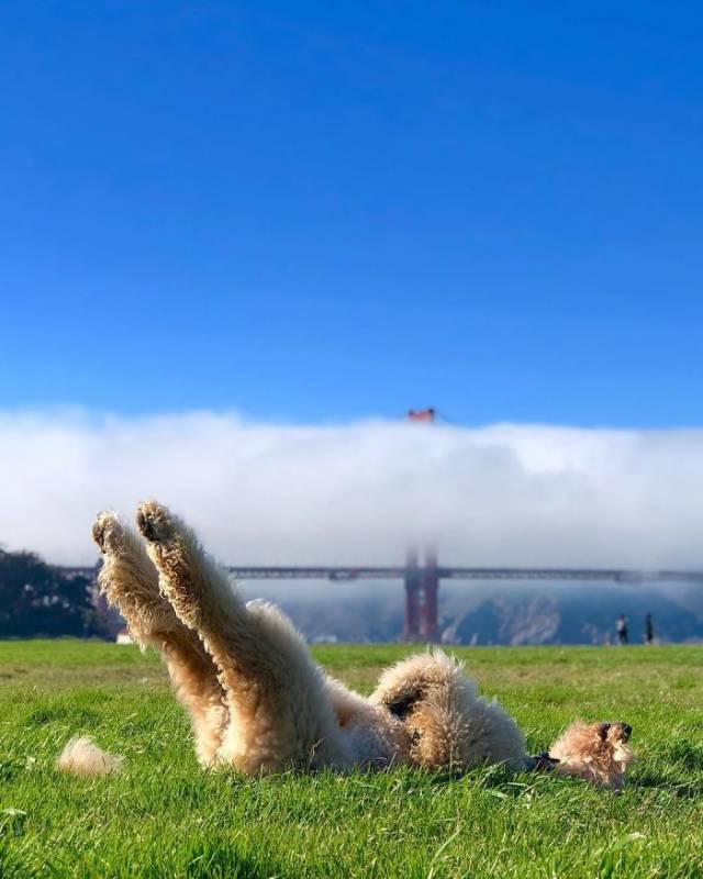 17 pictures that show Golden-doodles are absolutely adorable!