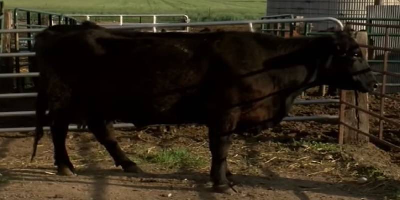 This Cow Gave Birth And Something Remarkable Happened (VIDEO)