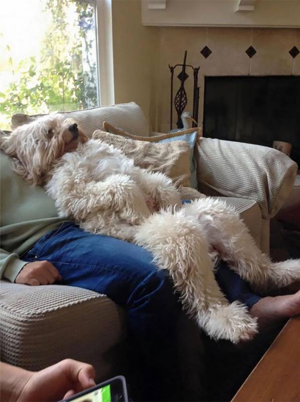 17 pictures that show Golden-doodles are absolutely adorable!