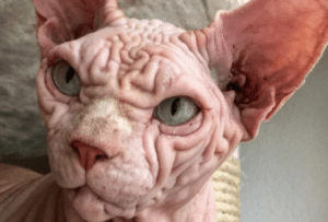 Step Aside Grumpy Cat–This Scowling Kitty Has You Beat!