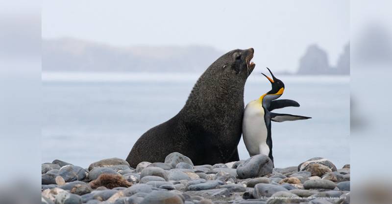Check Out The Hilarious Finalists’ Submissions To The Comedy Wildlife Photo Awards