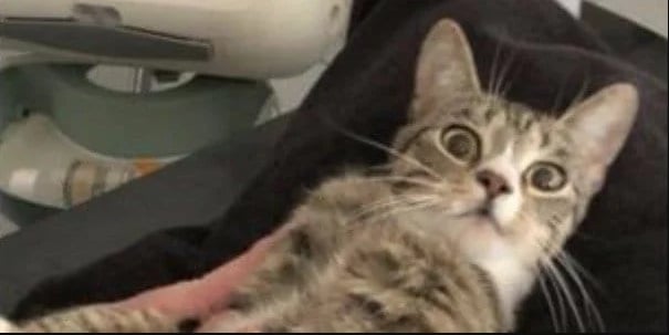 This Cat’s Face When She Learned She Was Pregnant Is So Hilarious, The Post Went Viral
