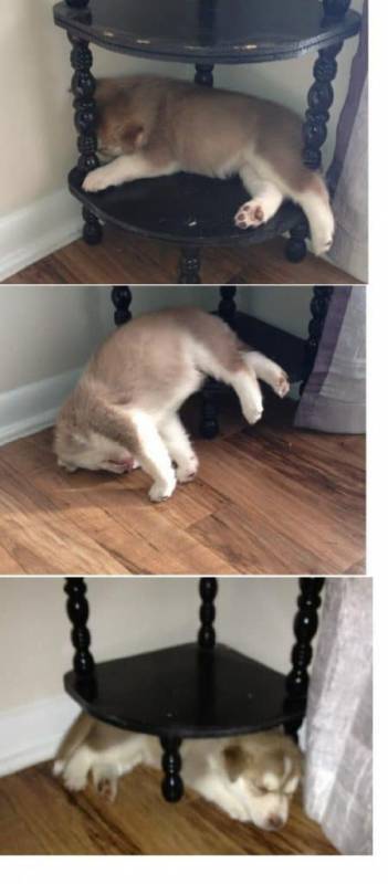 Napping Is So Easy These Puppies Prove It Can Be Done Anywhere