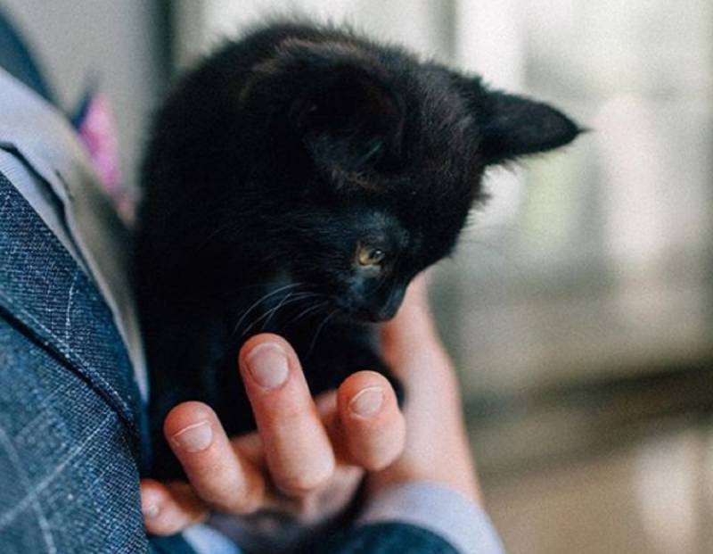 Wedding Couple Replaced Cocktail Hour With Kitten Hour And It was Beautiful