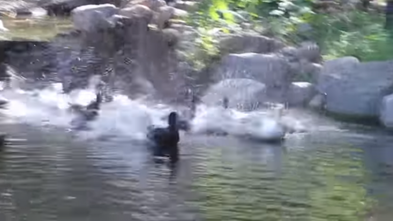 Watching these neglected ducks take to water for the first time ever will make your day