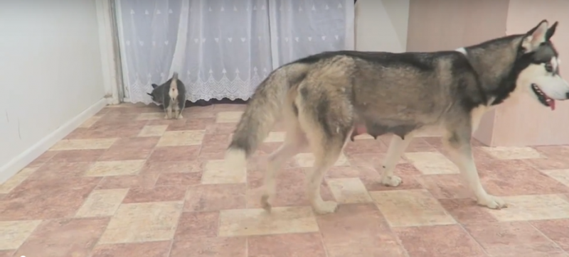 Husky dad meets his 9 puppies for the first time ever and his reaction is priceless