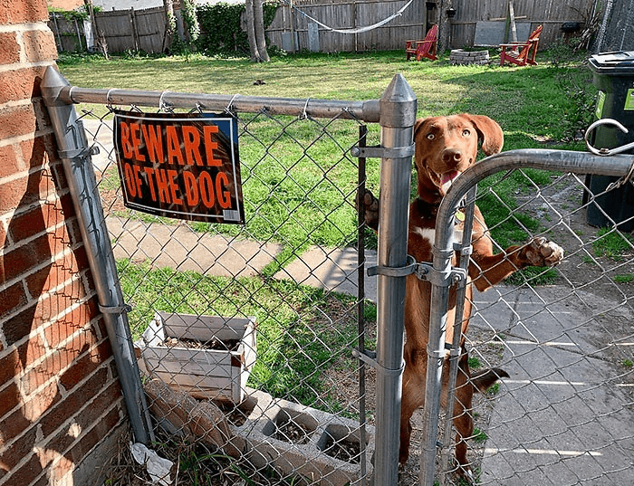 10+ dogs that show the real meaning behind those “Beware of dog” signs
