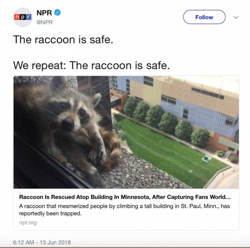 Raccoon Scales a 25-Story Building, Becomes an Internet Star