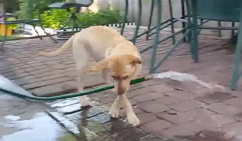 Maddie The Yellow Lab Tries To Fill Kiddie Pool With Water And Cuteness Ensues (VIDEO)