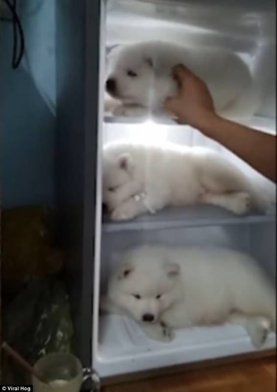 Husky Puppies Caught Napping In An Unexpected Place