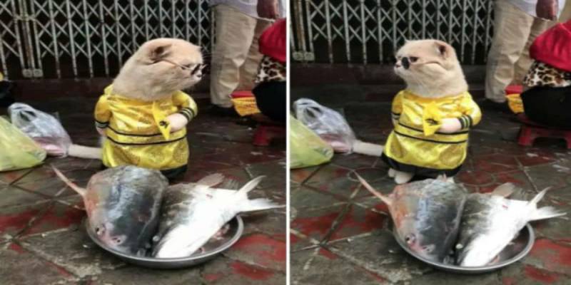 A Cat Named Dog in Vietnam Has The Internet In An Uproar