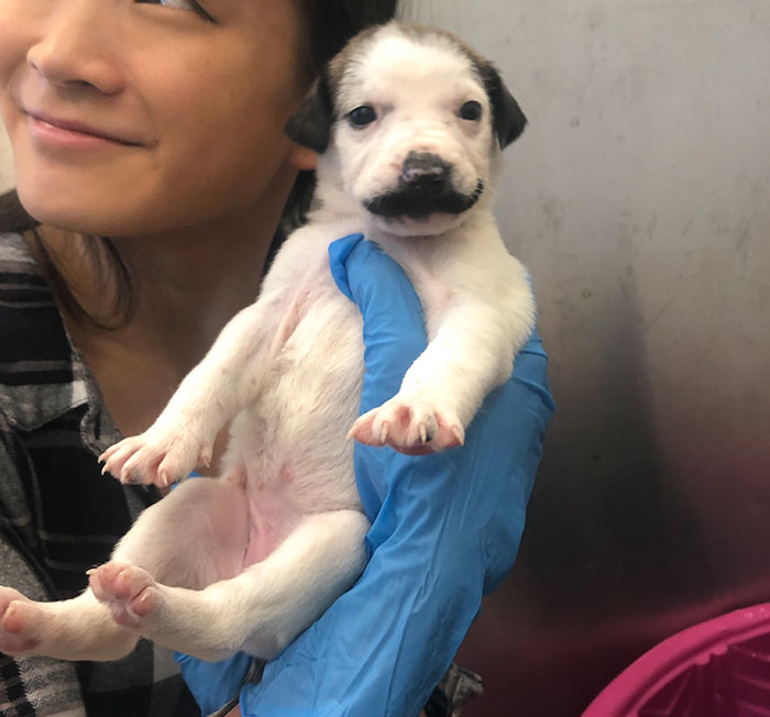 Check Out This Adorable Puppy Who Has A Unique Feature