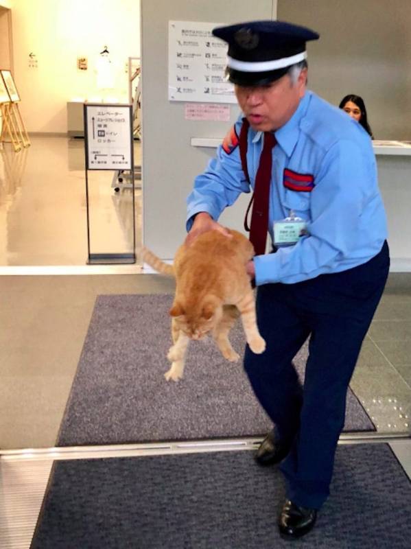 2 Adorable Cats Try To Get Into This Museum, But The Security Guards Stop It From Happening