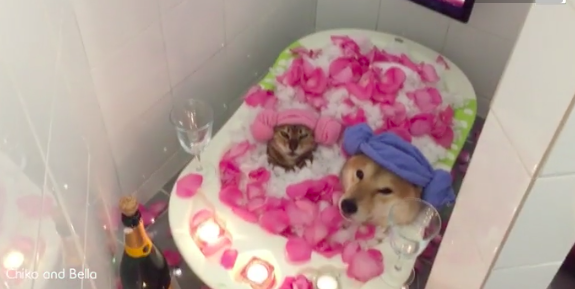 Mother Makes Valentine’s Day Special for her Shiba Inu and Rescue Cat