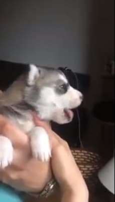 This Tiny Husky Puppy Trying To Howl For The First Time Is The Cutest Thing You Will See Today