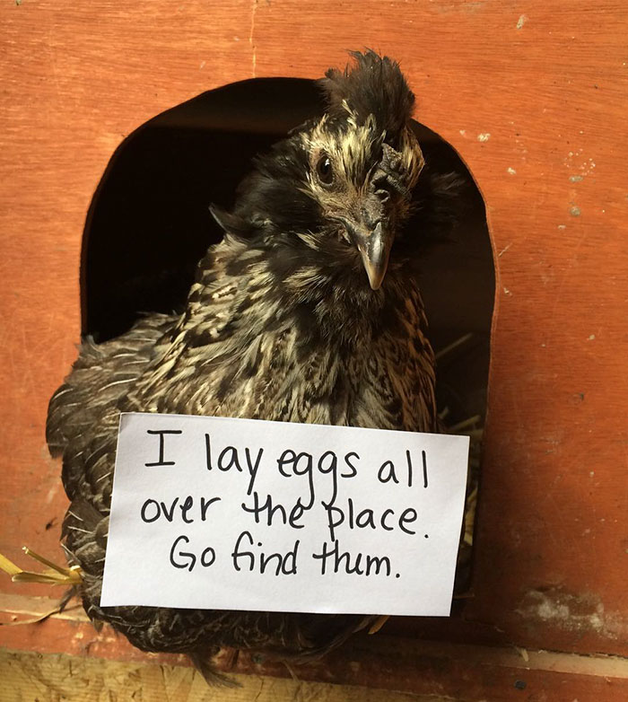 Farmers Are Starting A New Hilarious Trend–‘Chicken Shaming’