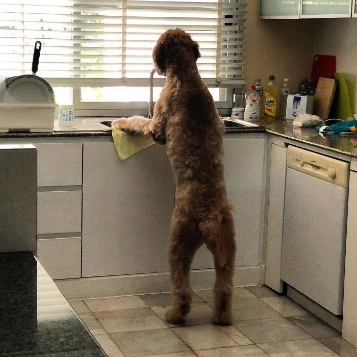 17 pictures that show Golden-doodles are absolutely adorable!