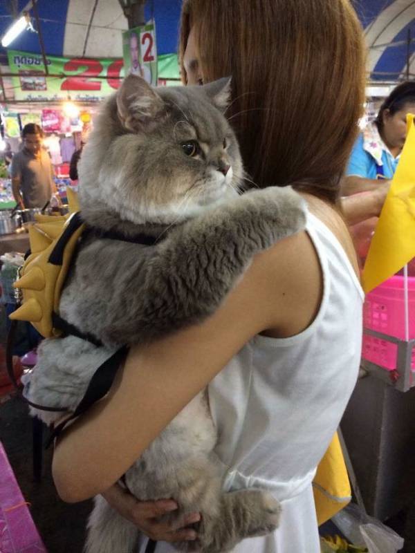 This Cat is So Fluffy it Doesn’t Even Look Real