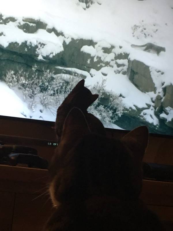 There’s A Movement Going On In Britain, House Cats Everywhere Are Transfixed By TV Show