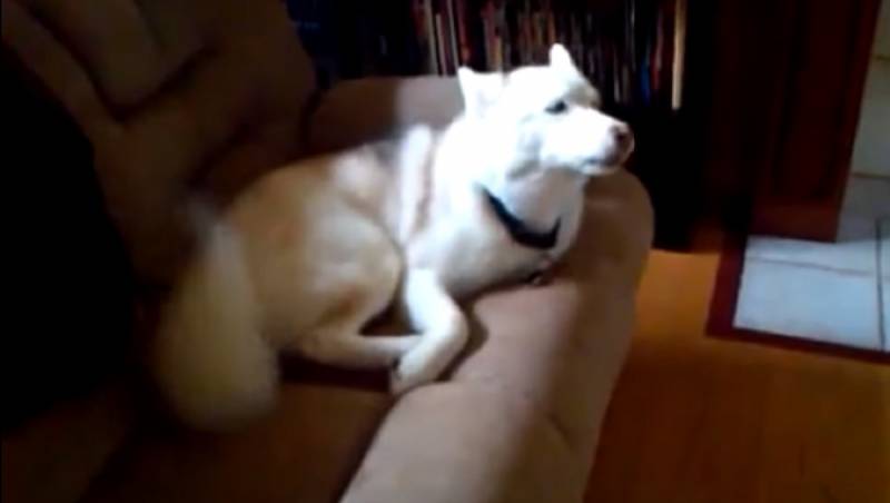 Hilarious! Watch This Husky Sass His Dad For Asking Him To Go To His Kennel