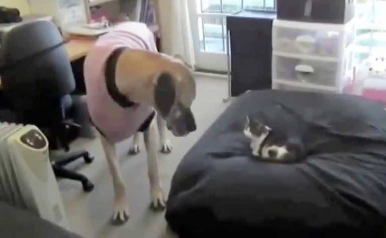 Dogs Find Cats Sleeping In Their Beds–Their Response Is Hysterical!