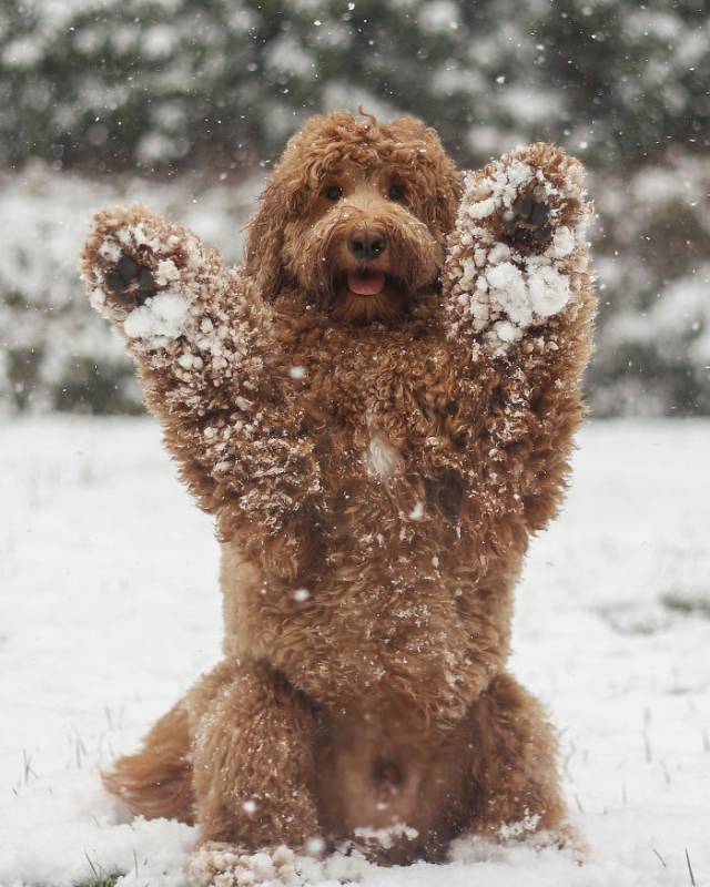 17 pictures that show Golden-doodles are absolutely adorable!