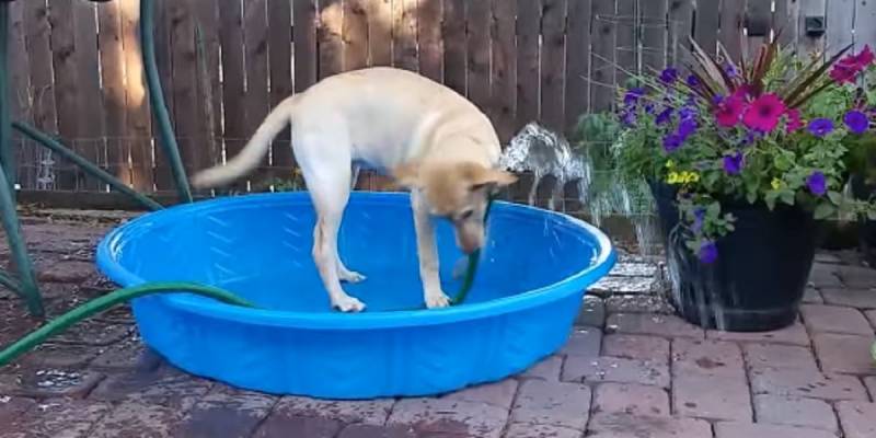 Maddie The Yellow Lab Tries To Fill Kiddie Pool With Water And Cuteness Ensues (VIDEO)