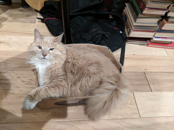 Owner Creates A Game Of Thrones Inspired Throne For Her Cat And He Loves It