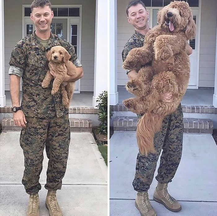 17 pictures that show Golden-doodles are absolutely adorable!