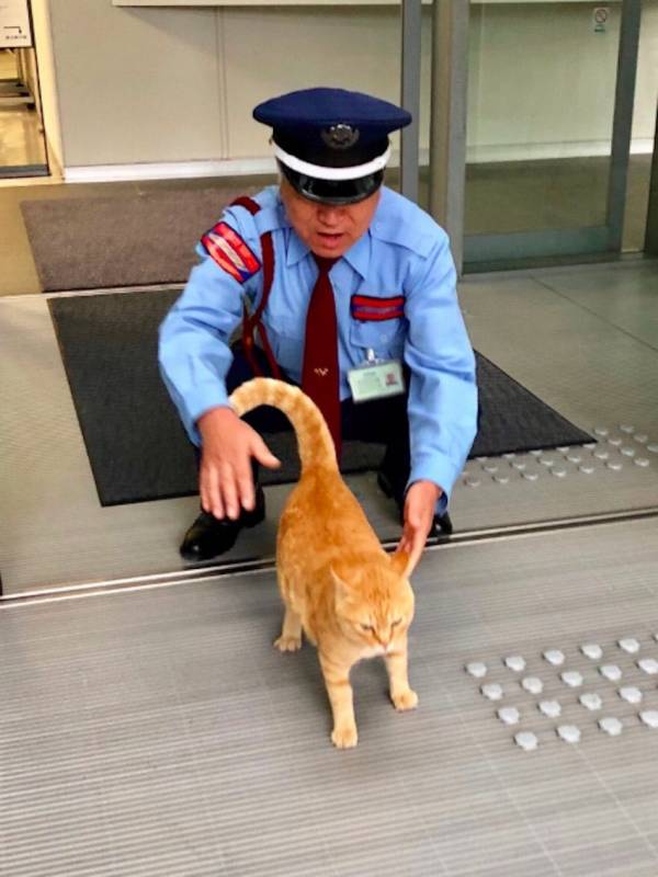 2 Adorable Cats Try To Get Into This Museum, But The Security Guards Stop It From Happening