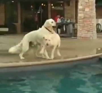 Dogs Love Water, But These Dogs Show Us In A Hilarious Way How Much