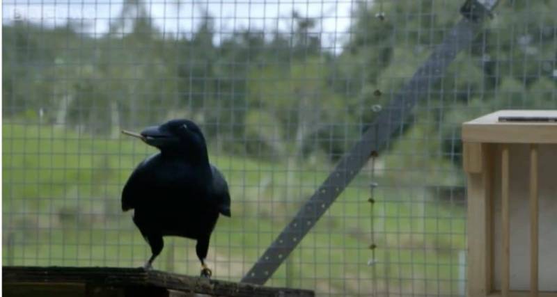 Five Reasons Crows Will One Day Rule The Earth